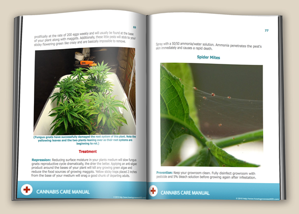 cannabisplantproblems