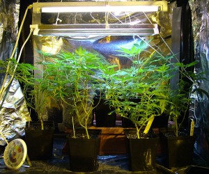 Nutrients For Growing Marijuana