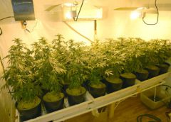 Steps to Follow While Setting Up Air-Cooled Grow Lights