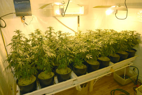 marijuana indoor growing