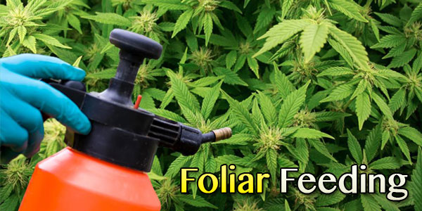 marijuana foliar feeding