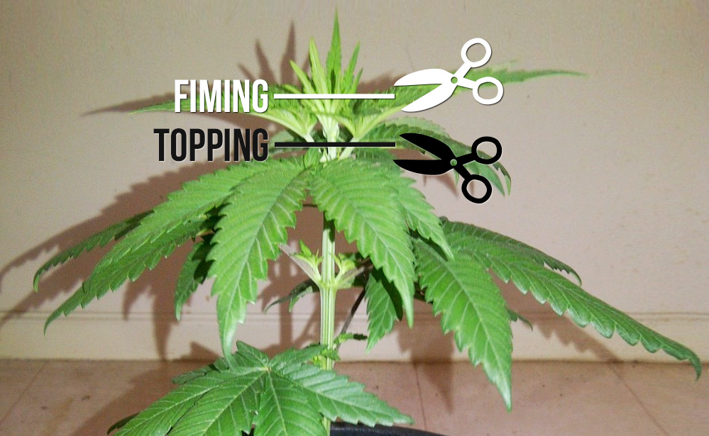 Topping vs Fimming