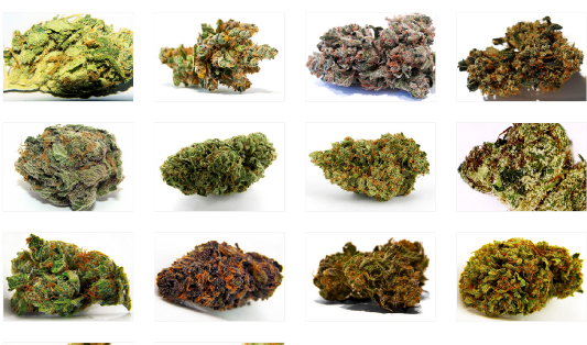 cannabis strains