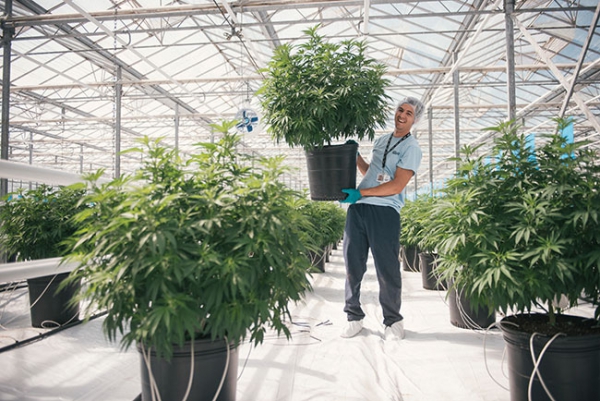 Growing cannabis in Canada