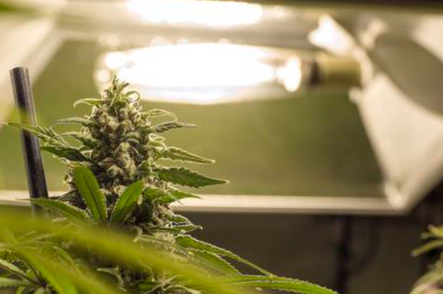Growing marijuana lighting