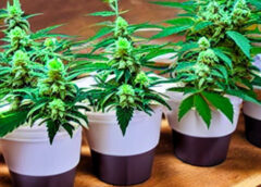 Hydroponics 101: A Beginner’s Guide to Growing Cannabis Indoors