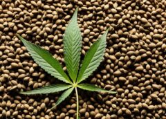 Choose the Best Marijuana Seed Bank for Your Growing Needs